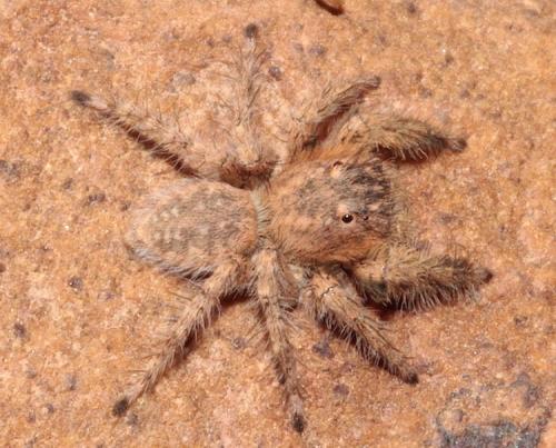 Aelurillus sp.
